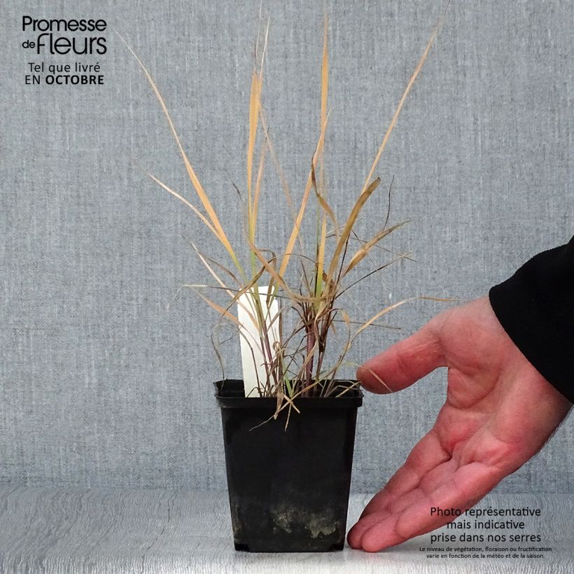 Exemplaar van Sorghastrum nutans - Goudbaardgras Kweekpotje van 8/9 cm zoals geleverd in de herfst