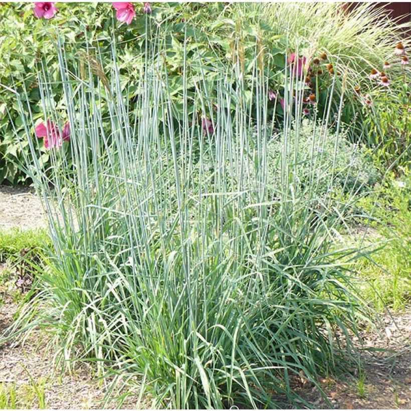 Sorghastrum nutans Sioux Blue - Goudbaardgras (Groeiplaats)