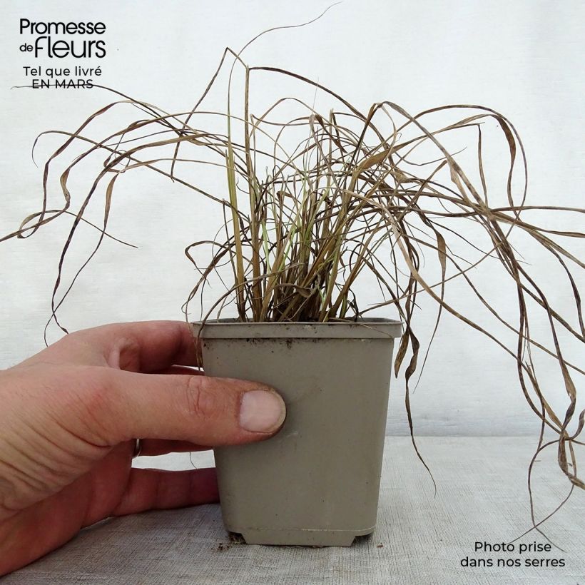 Exemplaar van Sorghastrum nutans Sioux Blue - Goudbaardgras Kweekpotje van 8/9 cm zoals geleverd in de lente