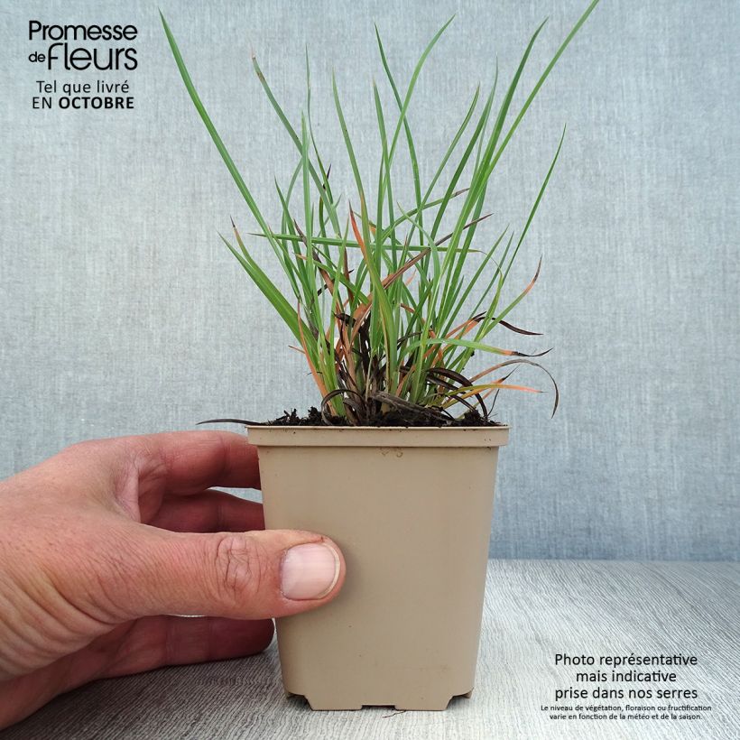 Exemplaar van Sorghastrum nutans Sioux Blue - Goudbaardgras Kweekpotje van 8/9 cm zoals geleverd in de herfst