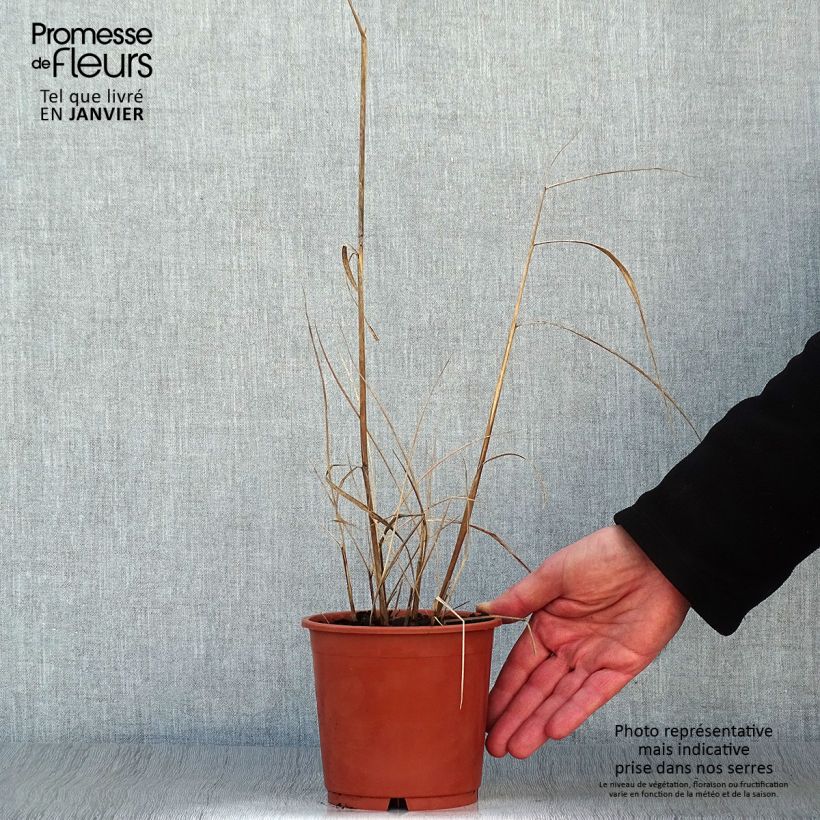 Exemplaar van Sorghastrum nutans Sioux Blue - Goudbaardgras Pot van 1 l/1,5 l zoals geleverd in de winter