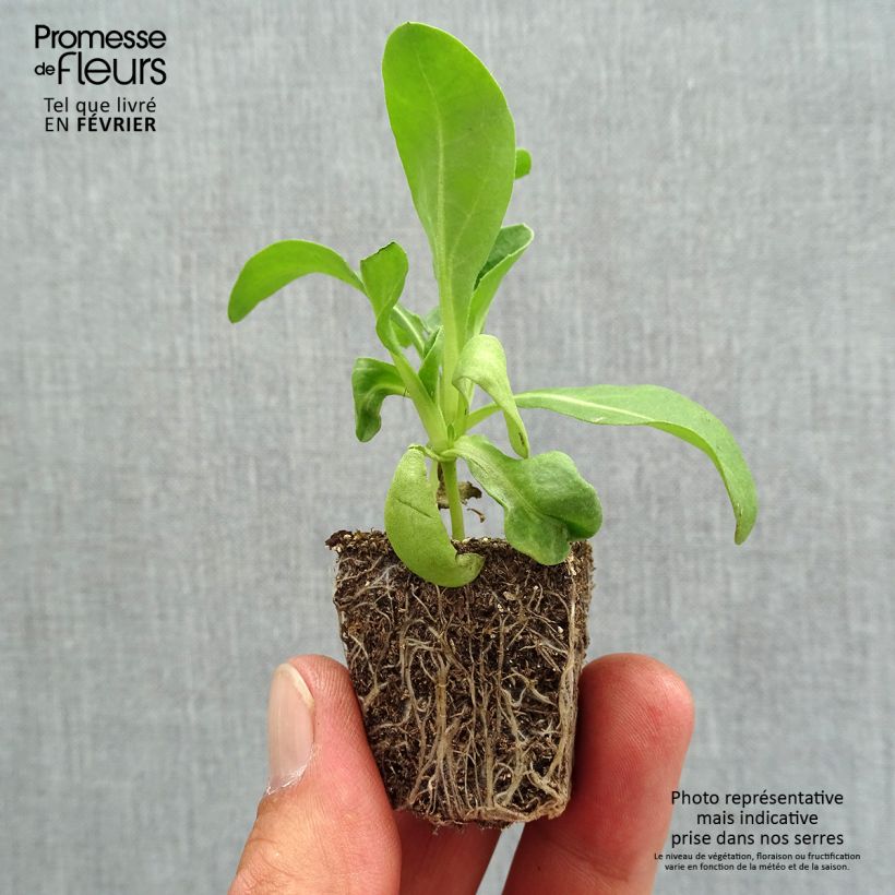 Exemplaar van Calendula officinalis Gitane Orange - Goudsbloem Kluitplant: kluit 3,8 cm x 3,2 cm in een tray voor 16 planten zoals geleverd in de herfst