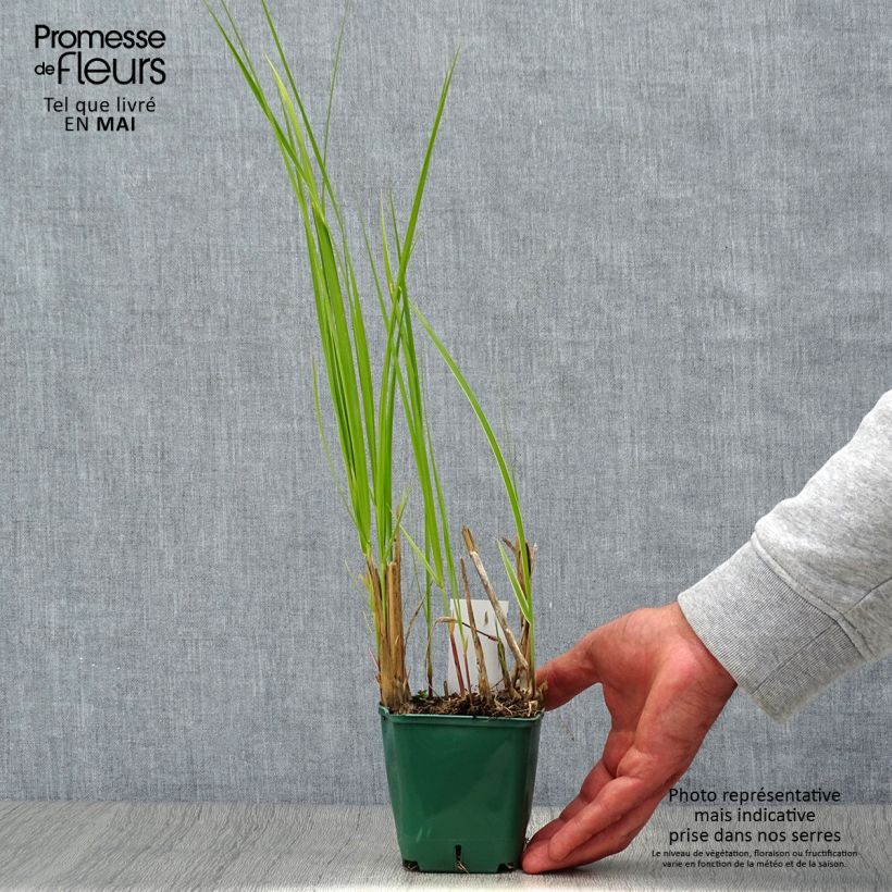 Exemplaar van Spartina pectinata Aureomarginata - Slijkgras Kweekpotje van 8/9 cm zoals geleverd in de lente