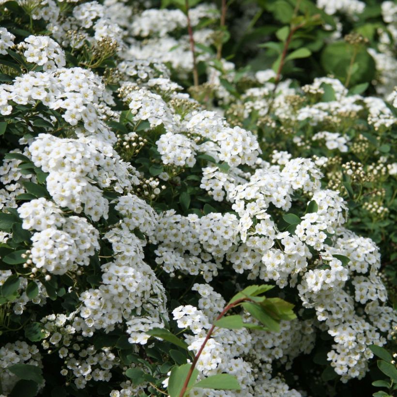 Spiraea arguta - Spierstruik (Flowering)