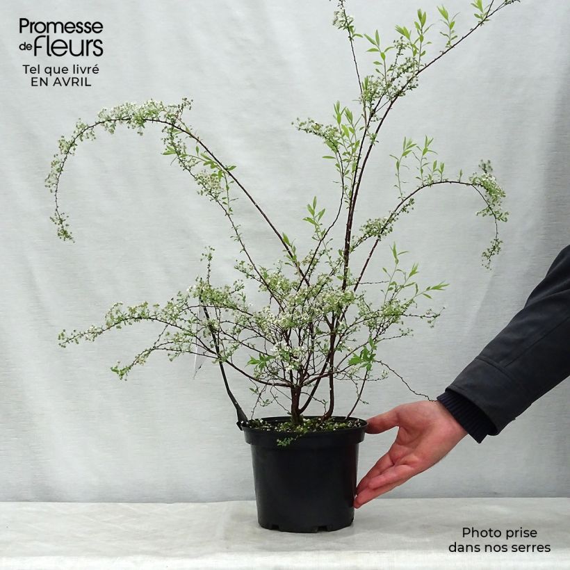 Example of Spiraea arguta - Spierstruik Pot van 3 l/4 l as you get in printemps