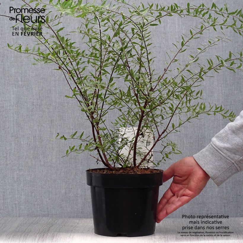 Exemplaar van Spiraea arguta - Spierstruik Pot van 3 l/4 l zoals geleverd in de herfst