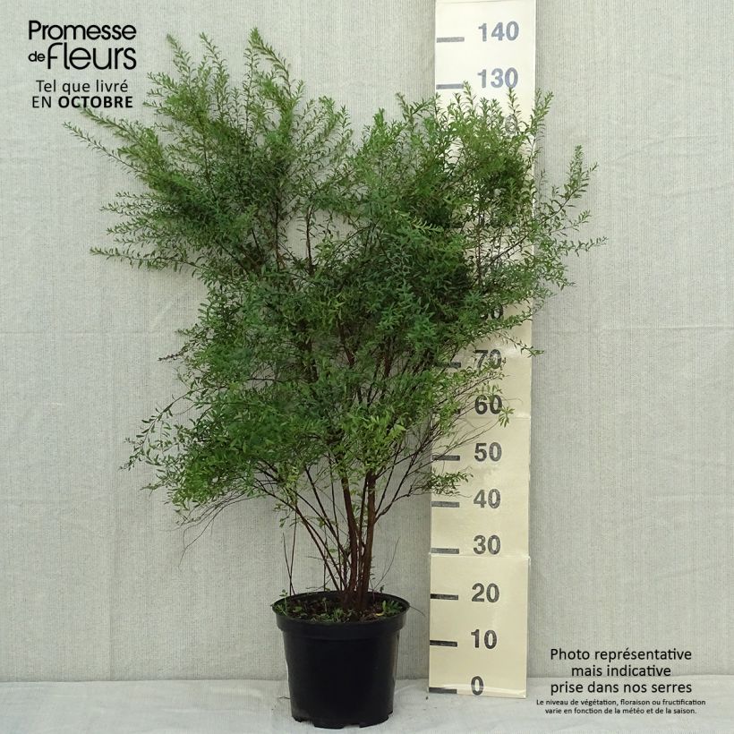 Exemplaar van Spiraea arguta - Spierstruik Pot van 7,5 l/10 l zoals geleverd in de herfst