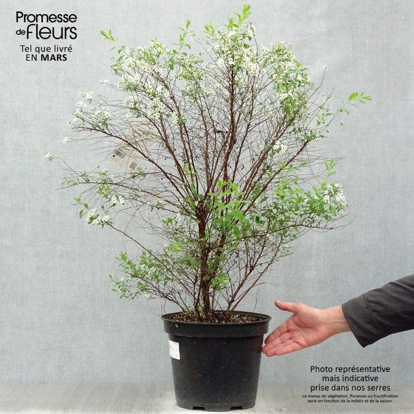 Example of Spiraea arguta - Spierstruik Pot van 7,5 l/10 l as you get in printemps