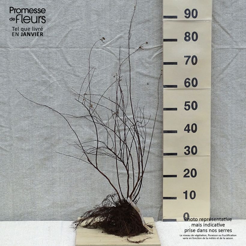 Example of Spiraea arguta - Spierstruik Naakte wortel as you get in hiver