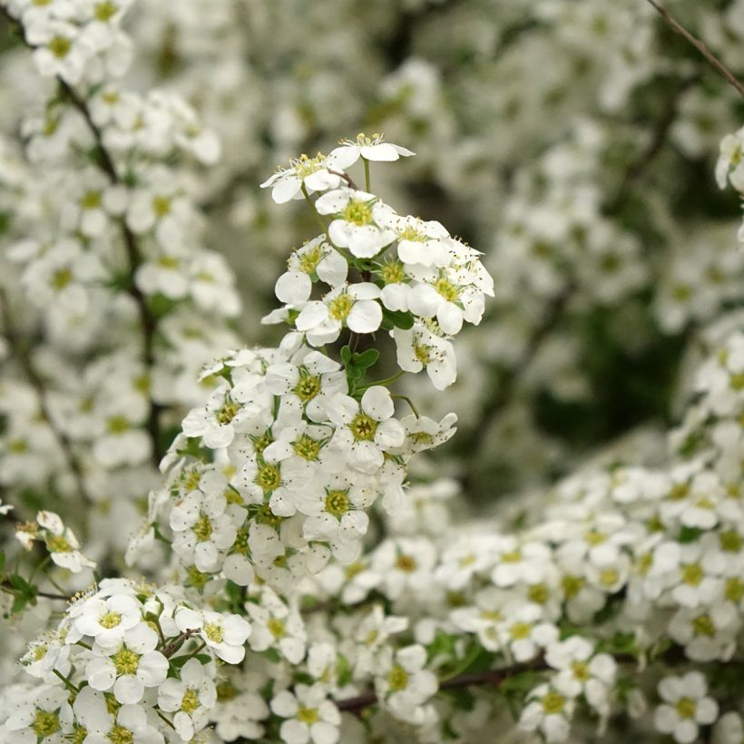 Spiraea arguta - Spierstruik (Bloei)