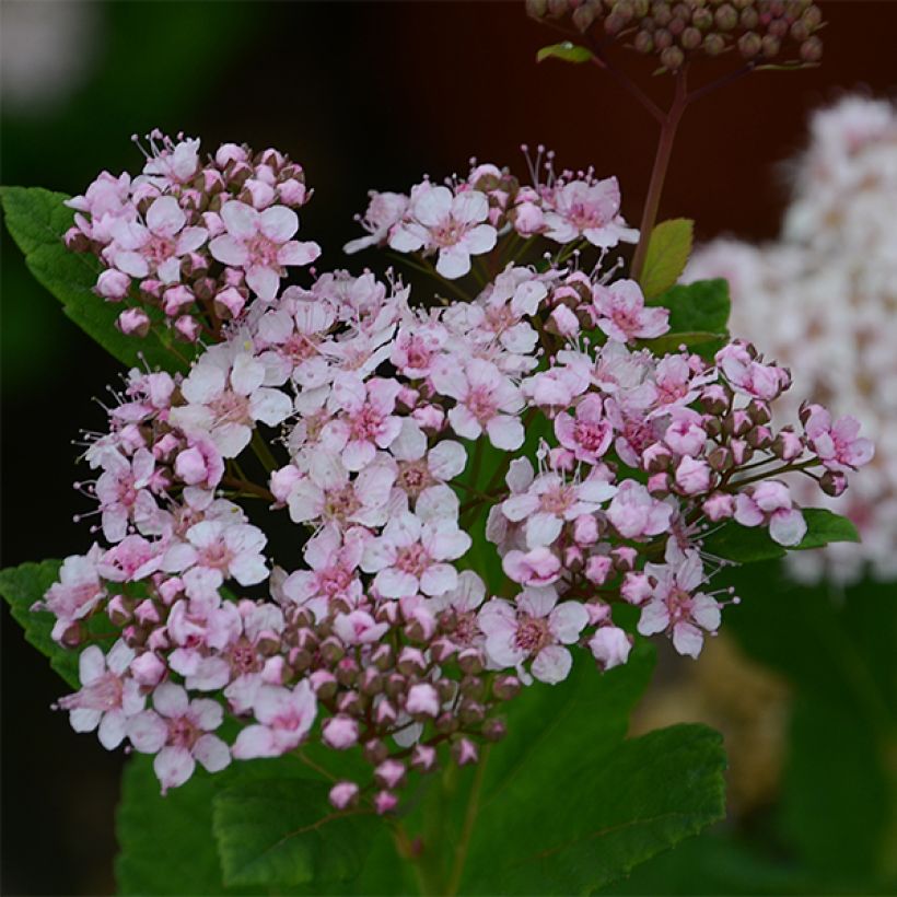 Spiraea betulifolia Pink Sparkler - Spierstruik (Bloei)