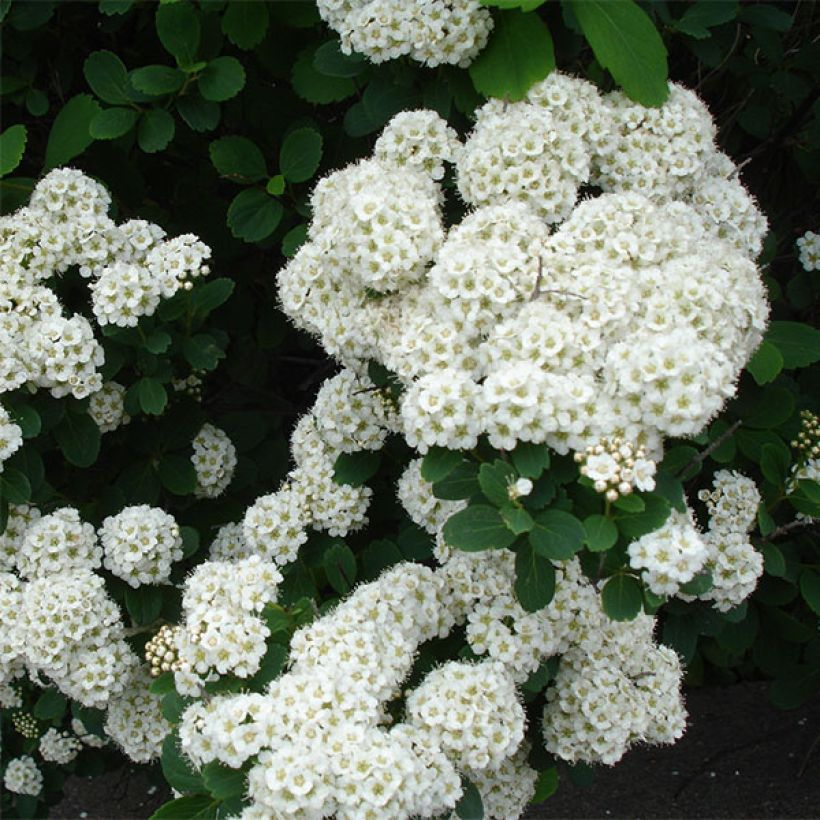 Spiraea betulifolia Tor - Spierstruik (Bloei)