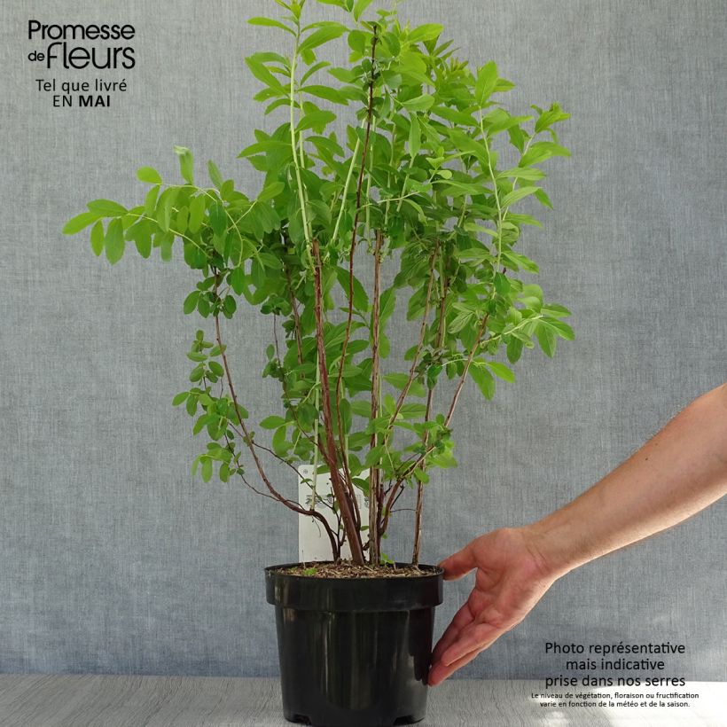 Example of Spiraea billardii - Spierstruik Pot van 3 l/4 l as you get in printemps