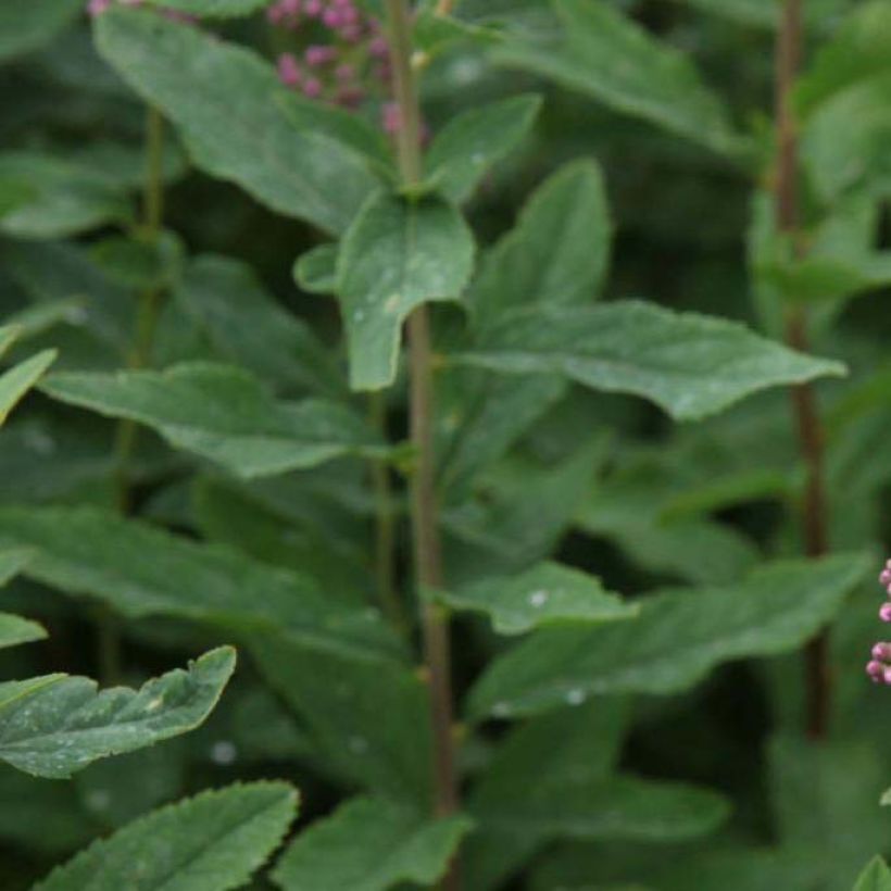 Spiraea billardii - Spierstruik (Foliage)