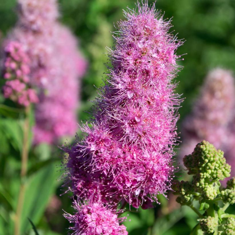 Spiraea billardii - Spierstruik (Flowering)