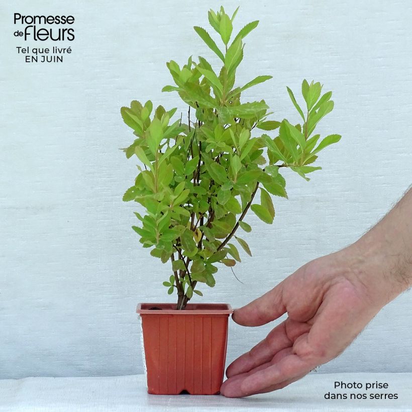 Exemplaar van Spiraea billardii - Spierstruik Kweekpotje van 8/9 cm zoals geleverd in de zomer