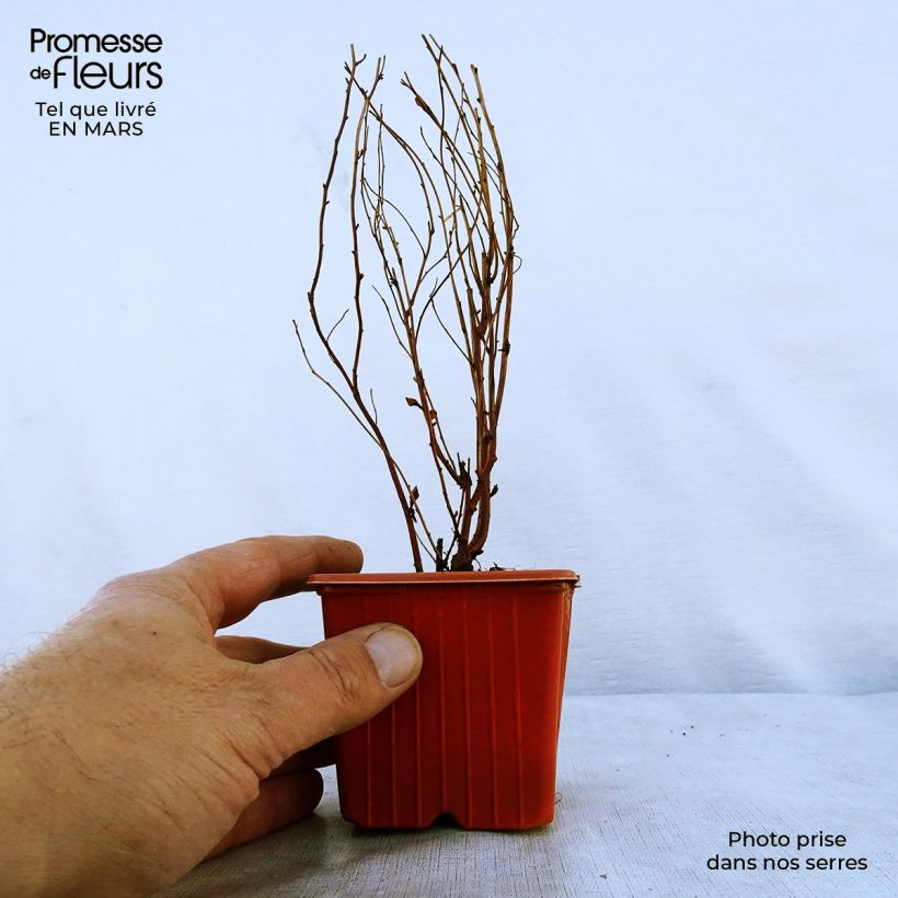 Example of Spiraea billardii - Spierstruik Kweekpotje van 8/9 cm as you get in printemps