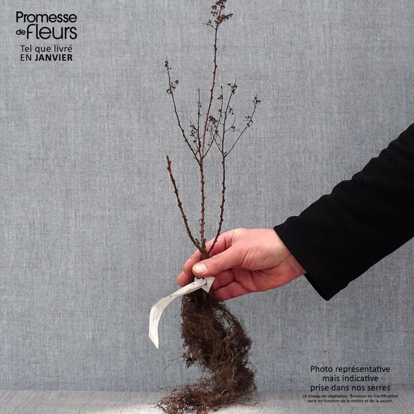 Example of Spiraea billardii - Spierstruik Naakte wortel as you get in hiver