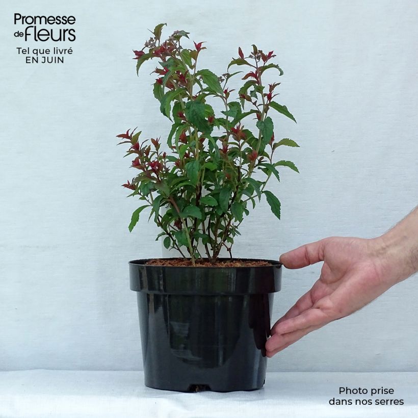 Exemplaar van Spiraea bumalda Superstar - Spierstruik Pot van 3 l/4 l zoals geleverd in de zomer