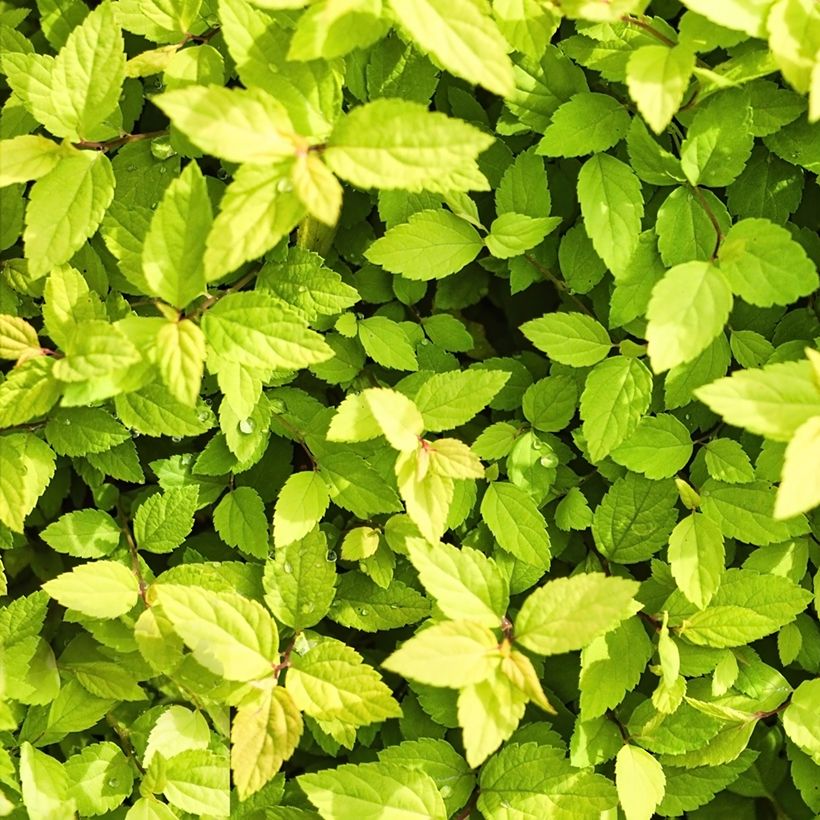 Spiraea chamaedryfolia - Iepspirea (Blad)