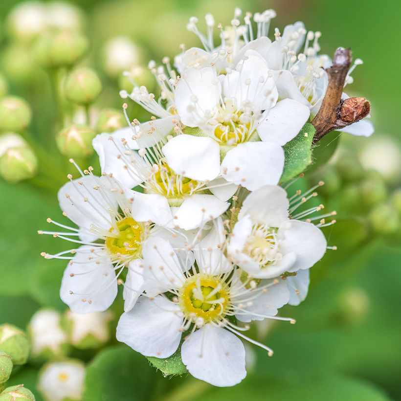 Spiraea chamaedryfolia - Iepspirea (Bloei)