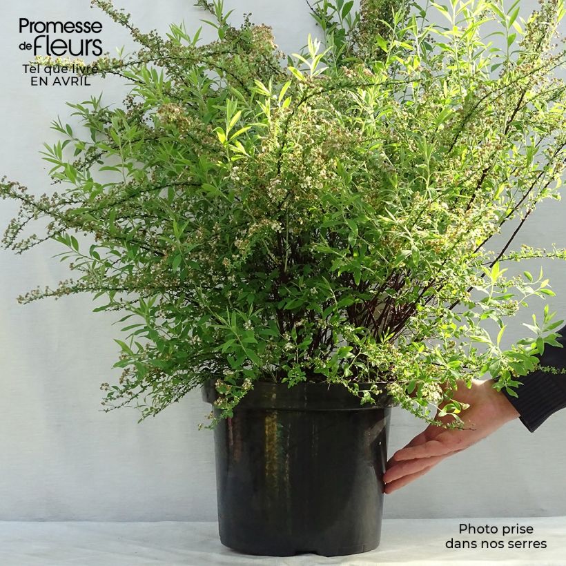 Exemplaar van Spiraea cinerea Graciosa - Spierstruik dentelée Pot van 7,5 l/10 l zoals geleverd in de lente