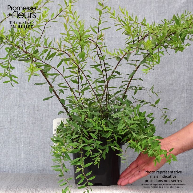 Exemplaar van Spiraea cinerea Graciosa - Spierstruik dentelée Pot van 2 l/3 l zoals geleverd in de zomer