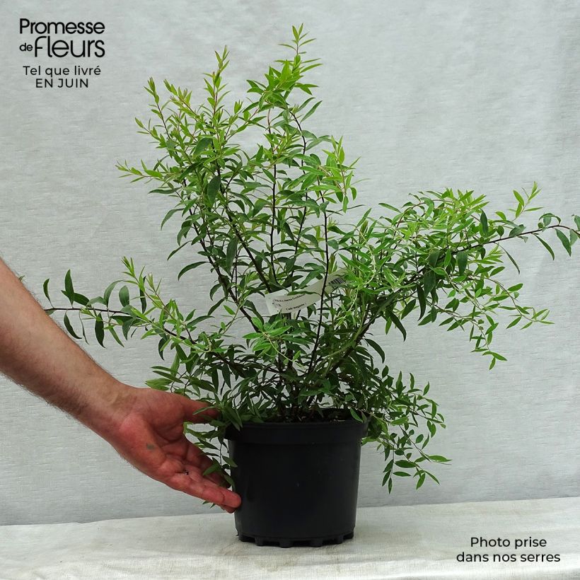 Exemplaar van Spierstruik Grefsheim - Spiraea cinerea Pot van 3 l/4 l zoals geleverd in de zomer
