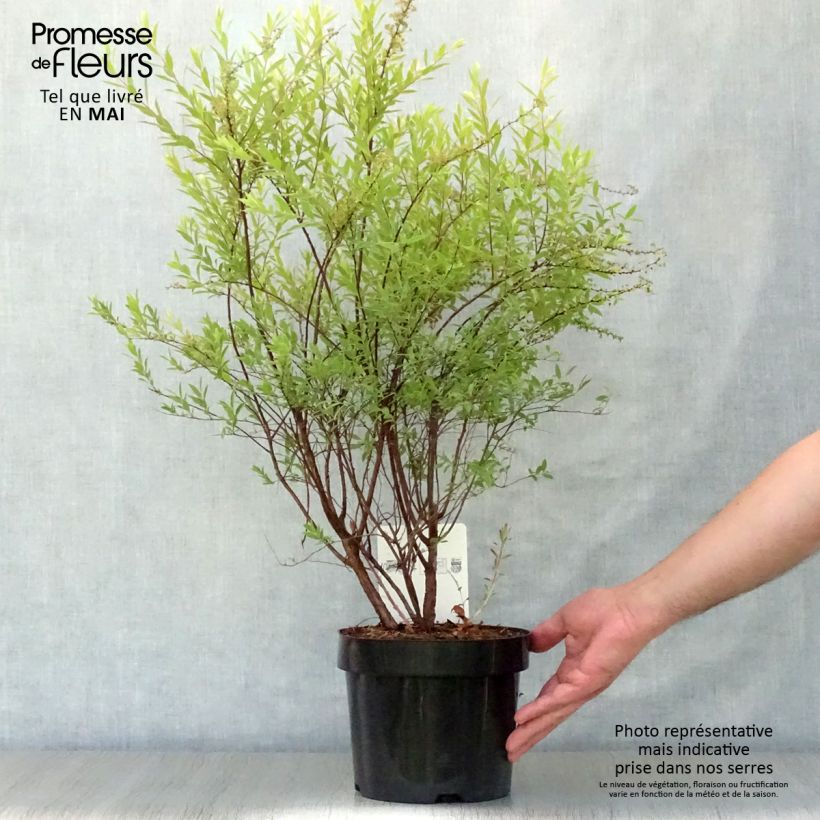 Example of Spierstruik Grefsheim - Spiraea cinerea Pot van 3 l/4 l as you get in printemps