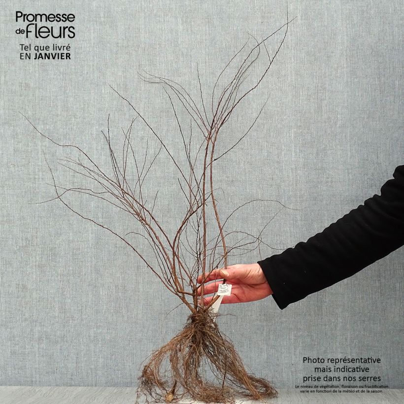 Example of Spierstruik Grefsheim - Spiraea cinerea Naakte wortel as you get in hiver