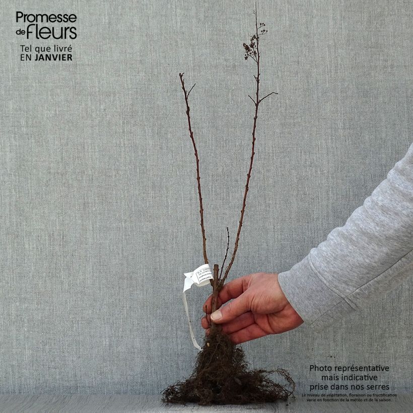 Example of Spiraea douglasii - Douglasspirea Naakte wortel as you get in hiver