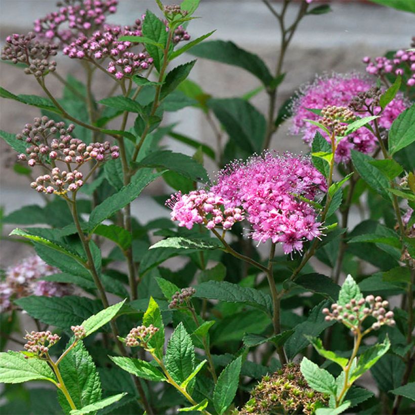 Spiraea japonica Double Play Artist - Spierstruik (Flowering)
