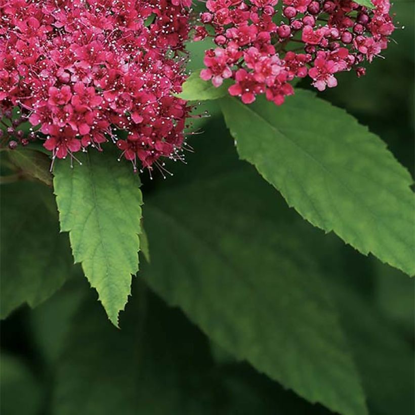 Spiraea japonica Double Play Red - Spierstruik (Foliage)