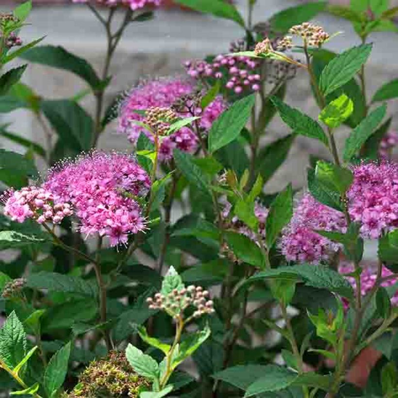Spiraea japonica Shirobana - Spierstruik (Bloei)