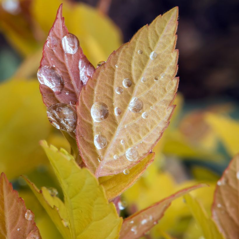 Spiraea japonica Pink & Gold - Spierstruik (Blad)