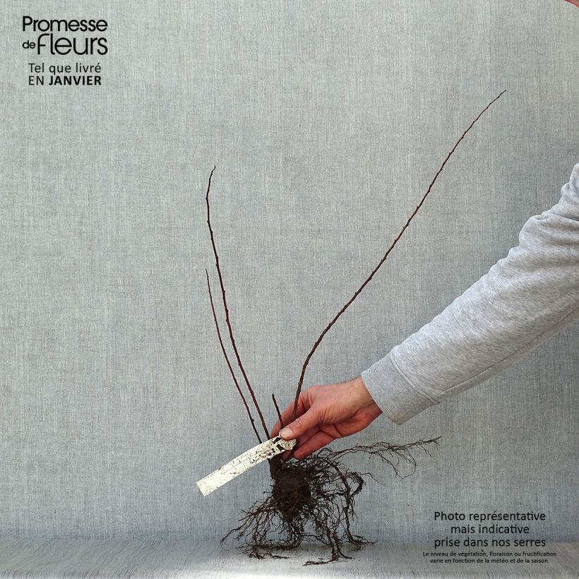 Example of Spiraea nipponica June Bride - Nipponspirea Naakte wortel as you get in hiver