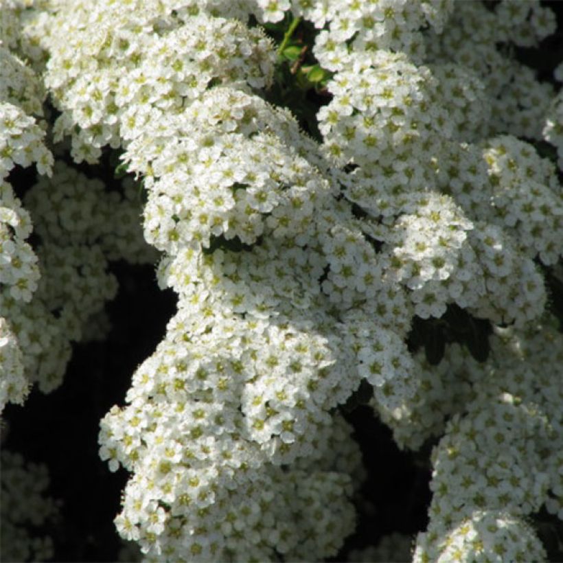 Spiraea nipponica Snowmound - Nipponspirea (Flowering)