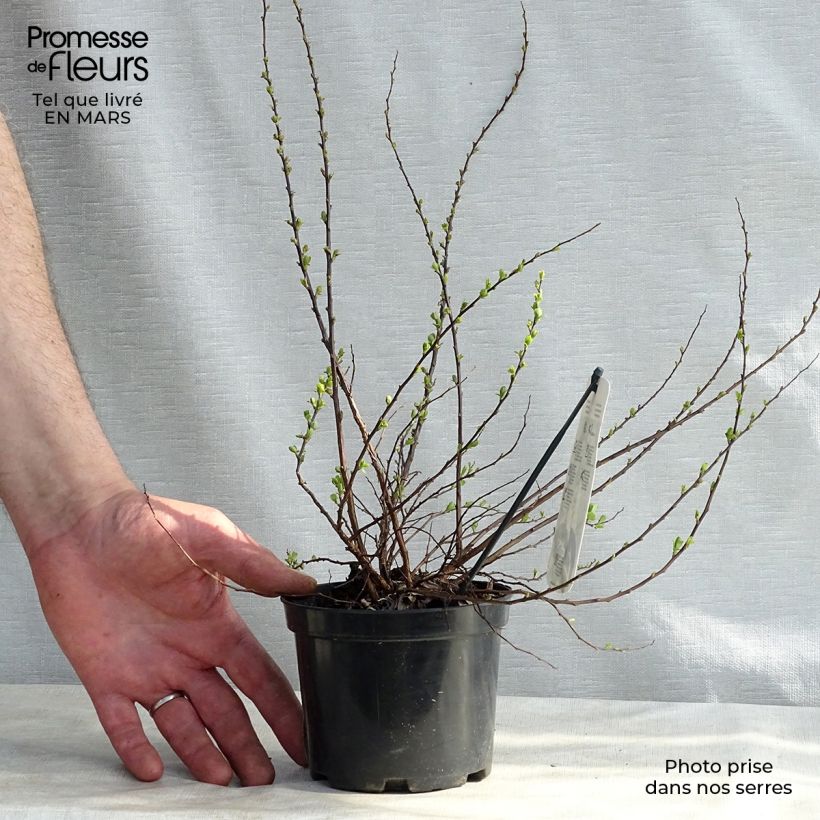 Example of Spiraea nipponica Snowmound - Nipponspirea Pot van 1 l/1,5 l as you get in printemps