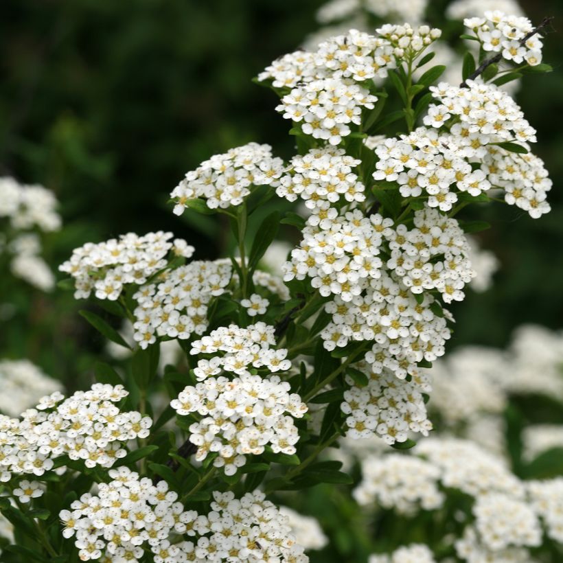 Spiraea nipponica Wedding Cake - Spirea (Bloei)