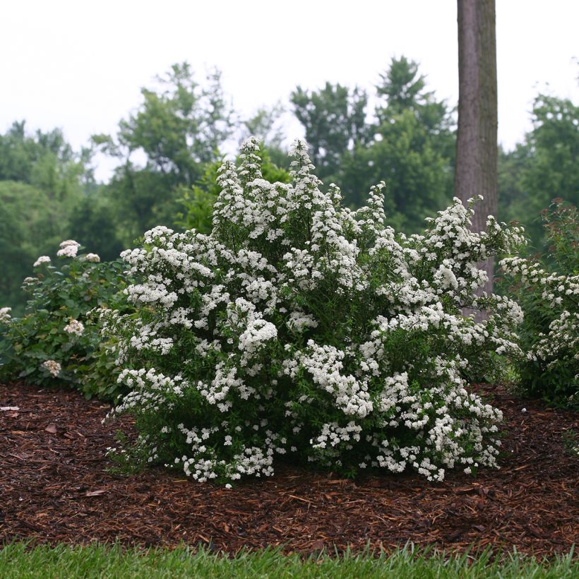Spiraea nipponica Wedding Cake - Spirea (Groeiplaats)