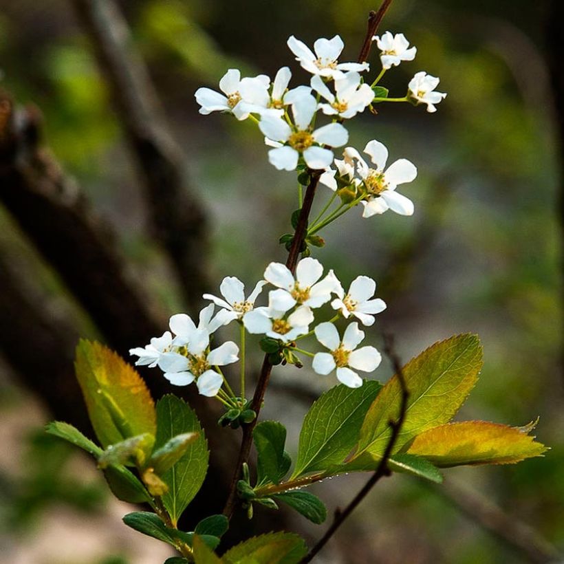 Spiraea prunifolia - Spierstruik (Flowering)