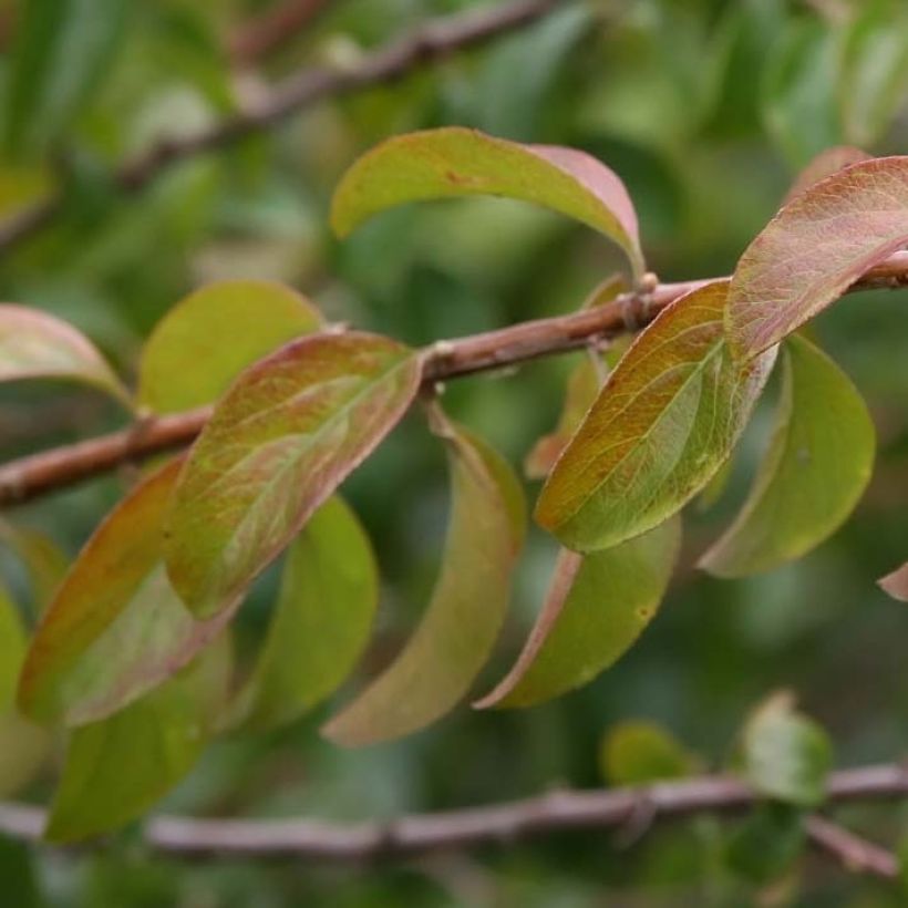 Spiraea prunifolia Plena - Spierstruik (Blad)