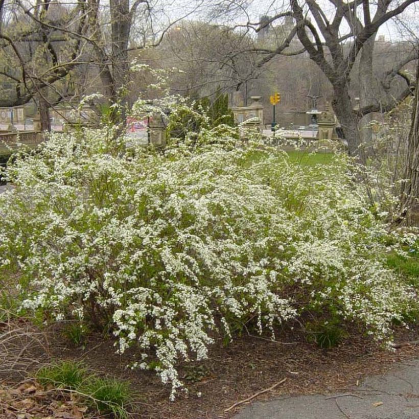 Spiraea prunifolia Plena - Spierstruik (Groeiplaats)
