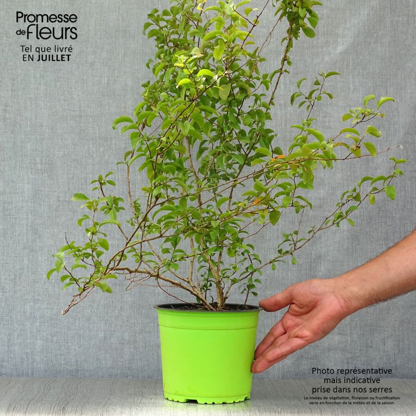 Exemplaar van Spiraea prunifolia Plena - Spierstruik Pot van 2 l/3 l zoals geleverd in de zomer