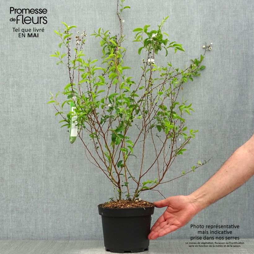 Exemplaar van Spiraea prunifolia Plena - Spierstruik Pot van 2 l/3 l zoals geleverd in de lente