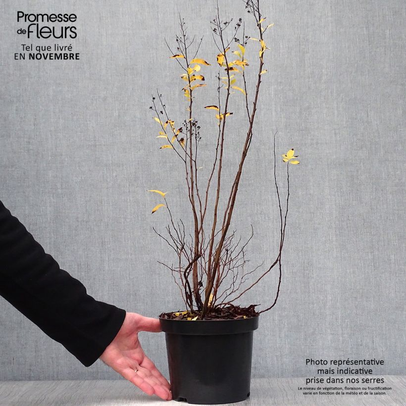 Exemplaar van Spiraea prunifolia - Spierstruik Pot van 2 l/3 l zoals geleverd in de herfst