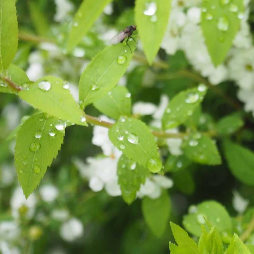Spiraea thunbergii - Spierstruik (Foliage)