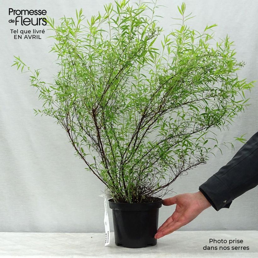Example of Spiraea thunbergii - Spierstruik Pot van 3 l/4 l as you get in printemps