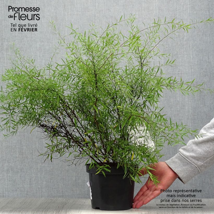 Exemplaar van Spiraea thunbergii - Spierstruik Pot van 3 l/4 l zoals geleverd in de herfst