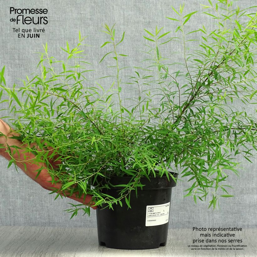 Exemplaar van Spiraea thunbergii - Spierstruik Pot van 3 l/4 l zoals geleverd in de zomer